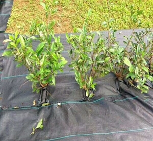 大棚种植防草布